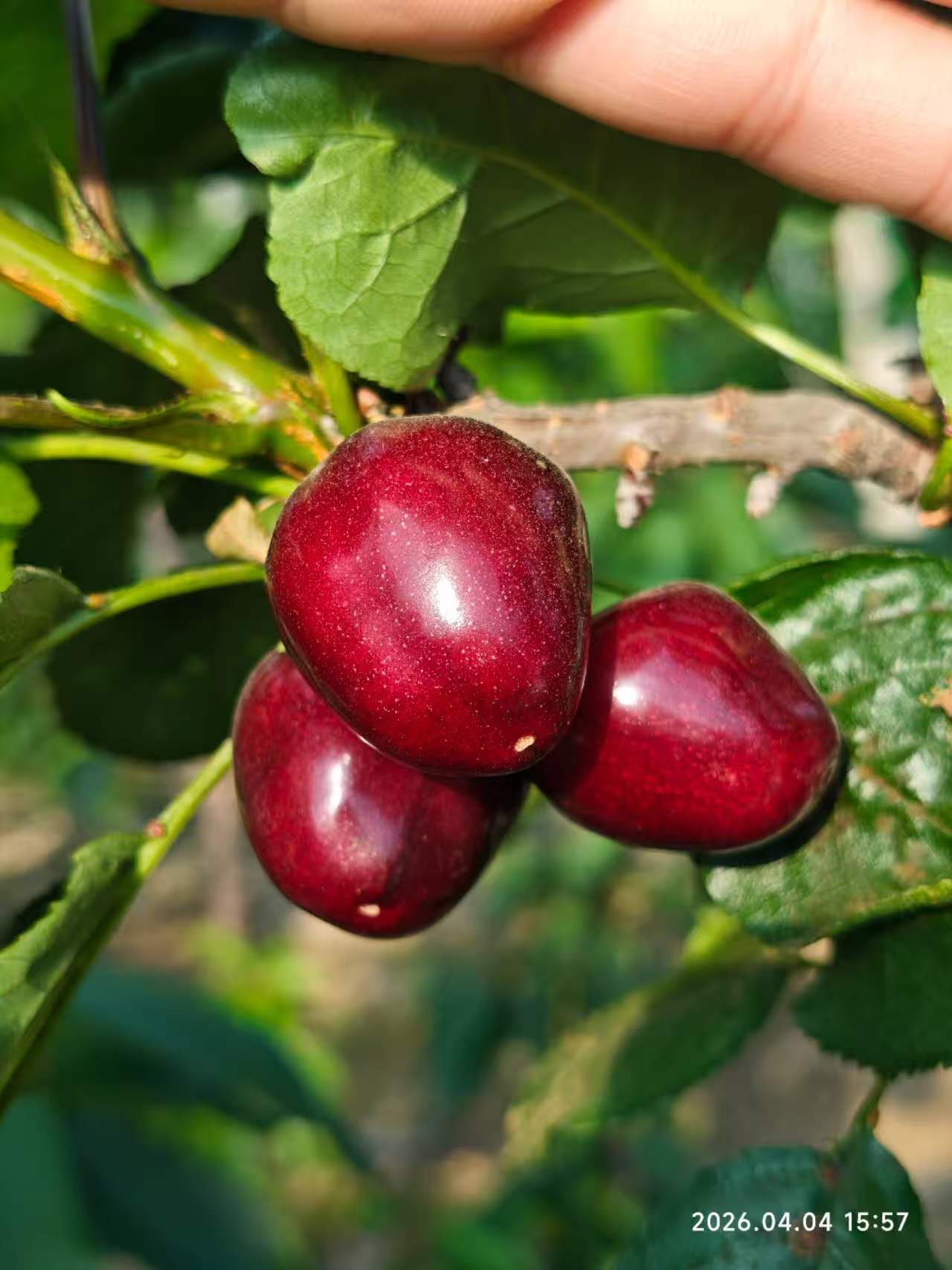 大苒爷爷的口感大樱桃